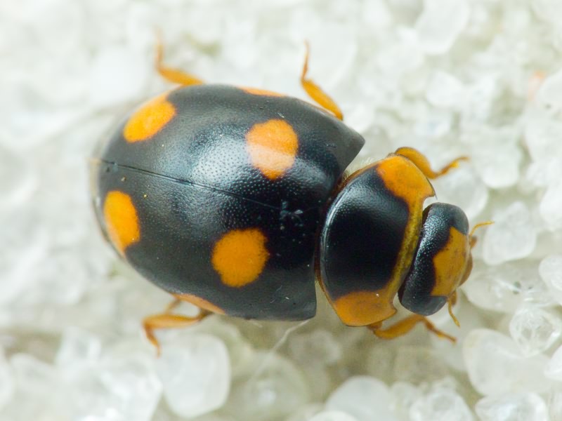 Hyperaspis erytrocephala (Fabricius, 1787)